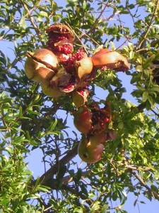 ischia limoneto giardino1