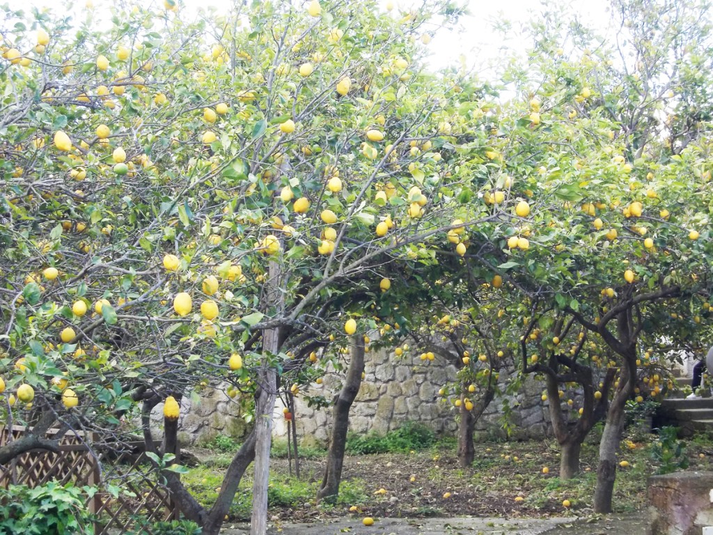 limoneto-cai-2014-campagnano-110