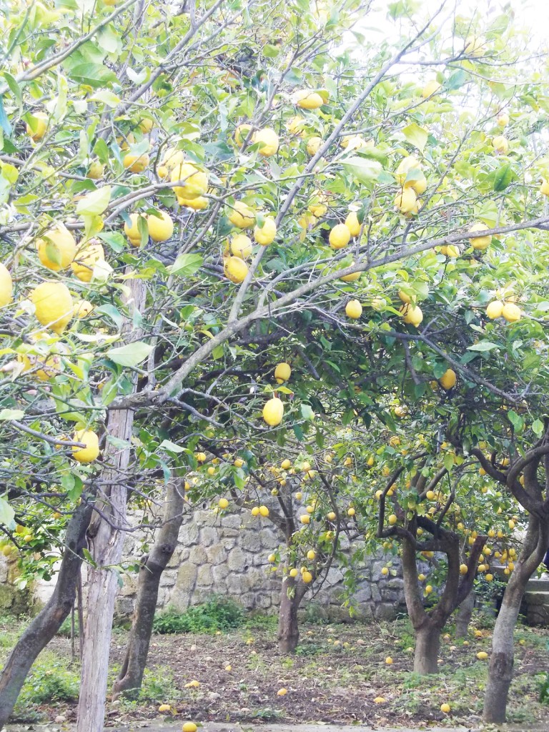 limoneto-cai-2014-campagnano-113